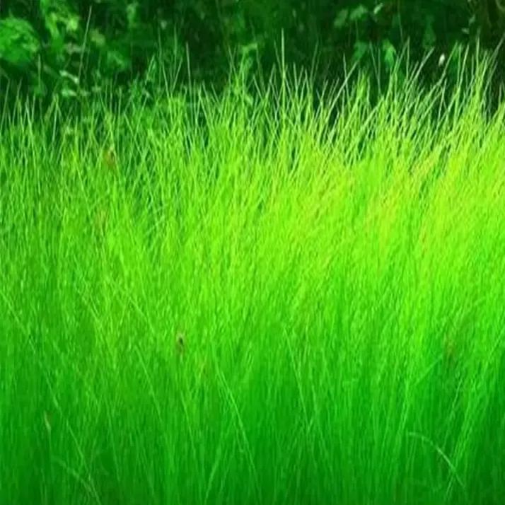 "Aquatic Plant Seeds 🌿 Transform Your Tank!"