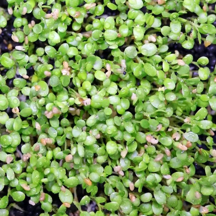 "Aquatic Plant Seeds 🌿 Transform Your Tank!"