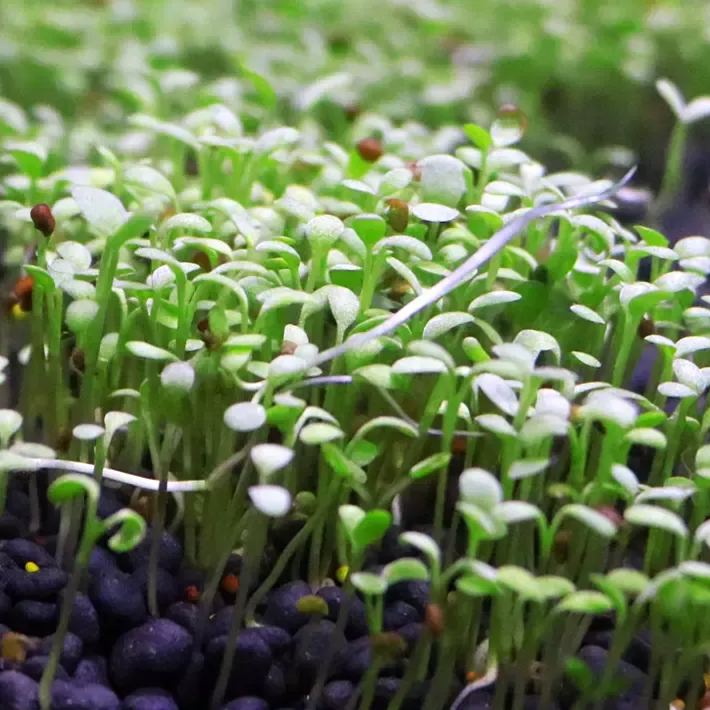 "Aquatic Plant Seeds 🌿 Transform Your Tank!"