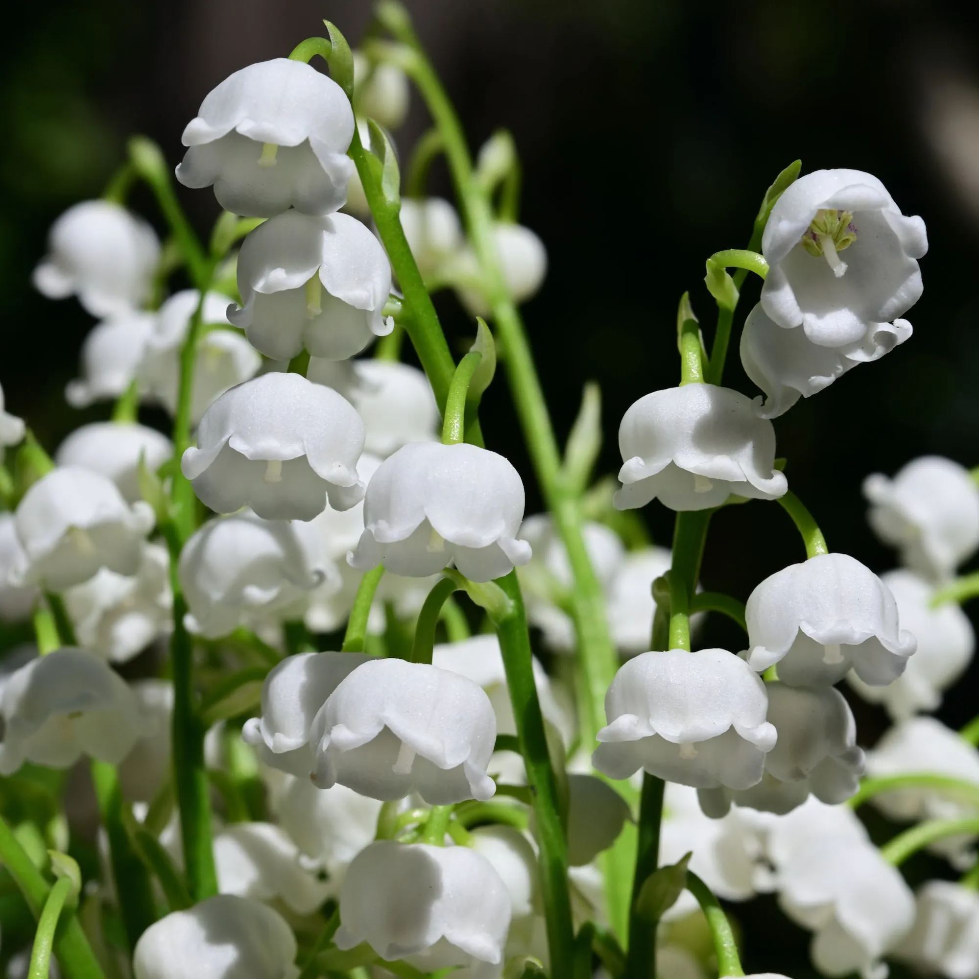 🤍🌸Pure White Blossoms: Elegance for Your Garden!✨