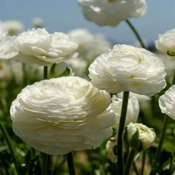 🤍🌸Pure White Blossoms: Elegance for Your Garden!✨