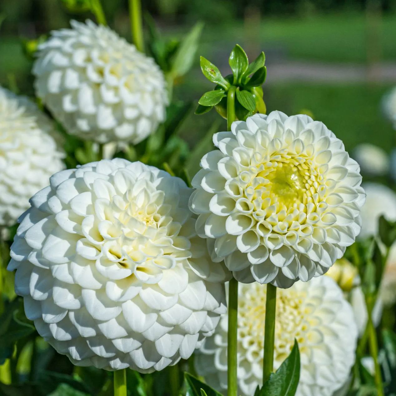🤍🌸Pure White Blossoms: Elegance for Your Garden!✨