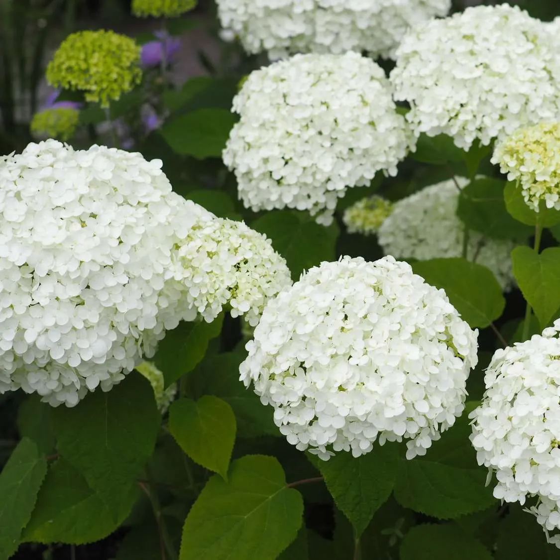 🤍🌸Pure White Blossoms: Elegance for Your Garden!✨