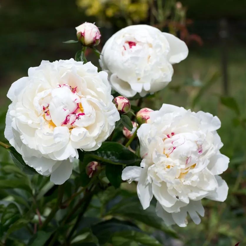 🤍🌸Pure White Blossoms: Elegance for Your Garden!✨