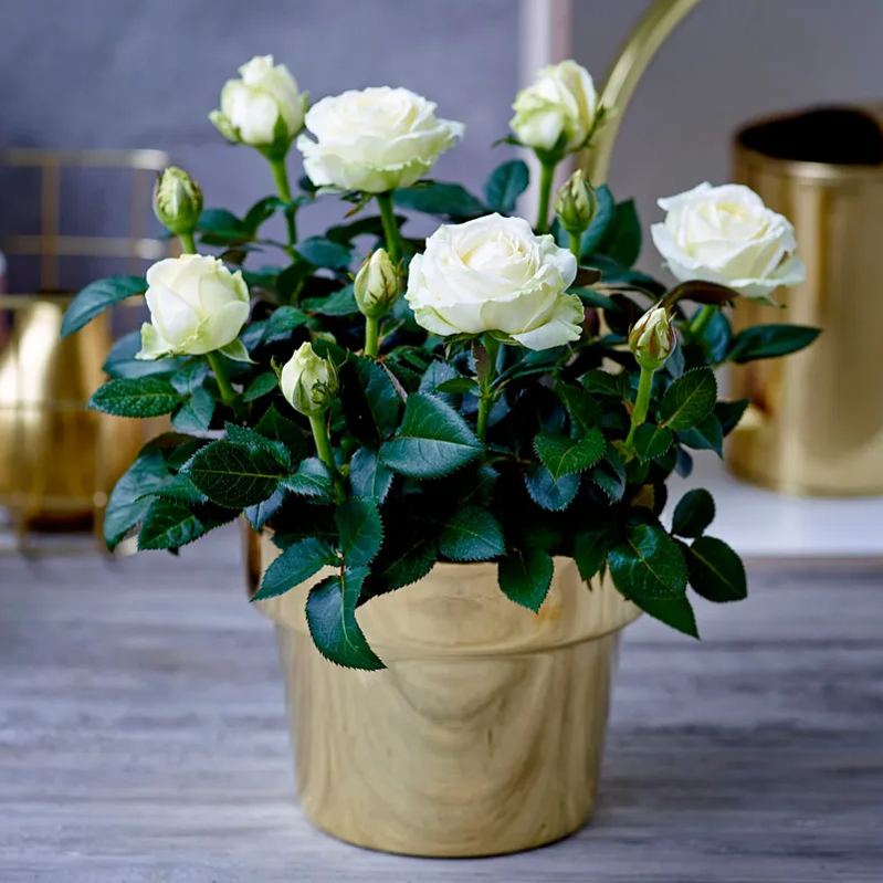 🌈 Miniature Colorful Roses – Add a Splash of Color to Your Garden! 🌹