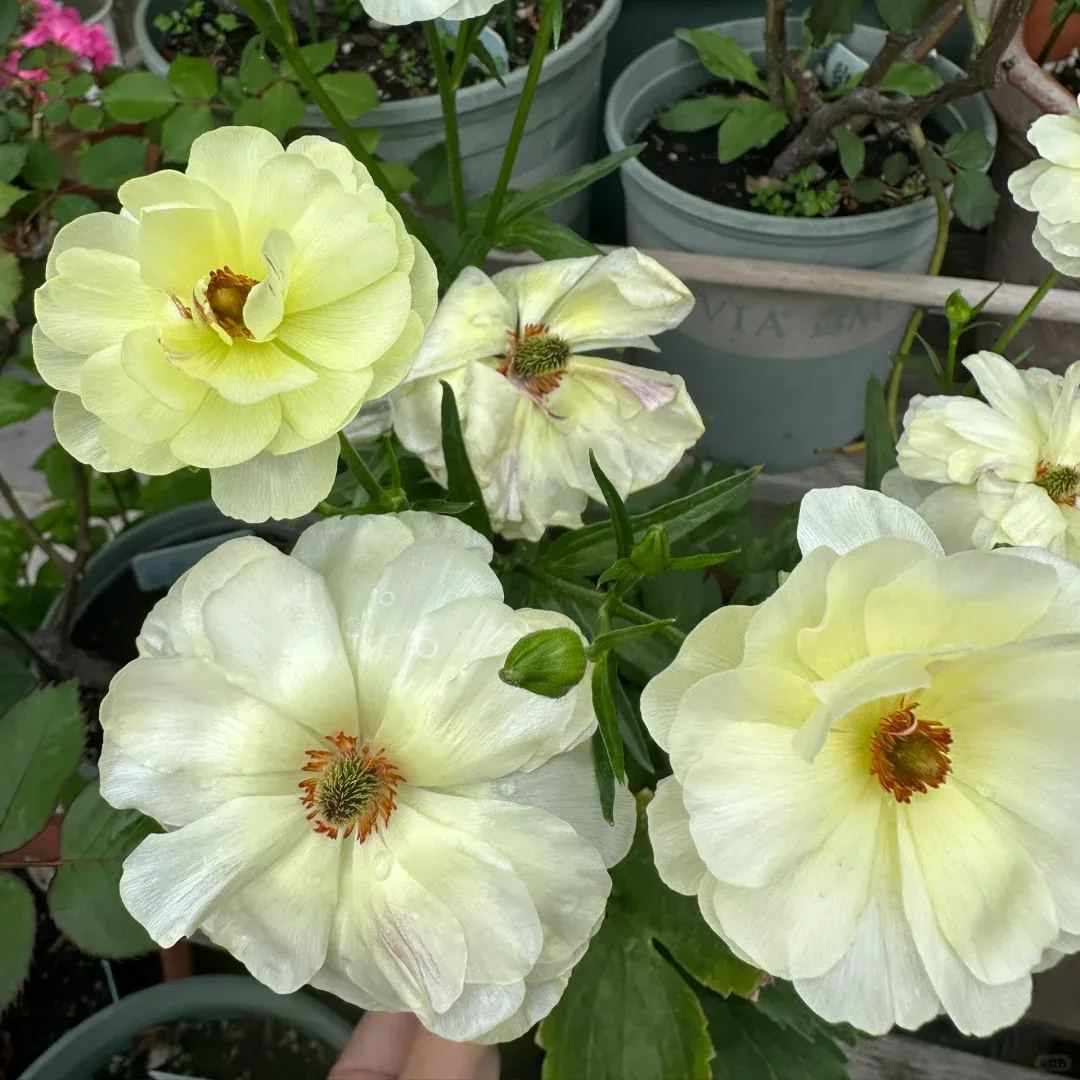 🎉Butterfly Ranunculus - Colorful and Easy to Grow🌈🌸