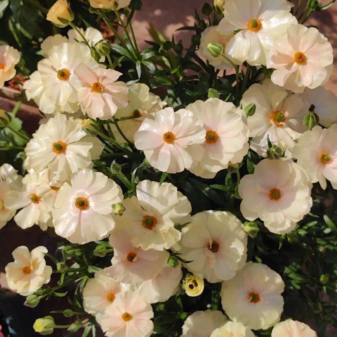 🎉Butterfly Ranunculus - Colorful and Easy to Grow🌈🌸