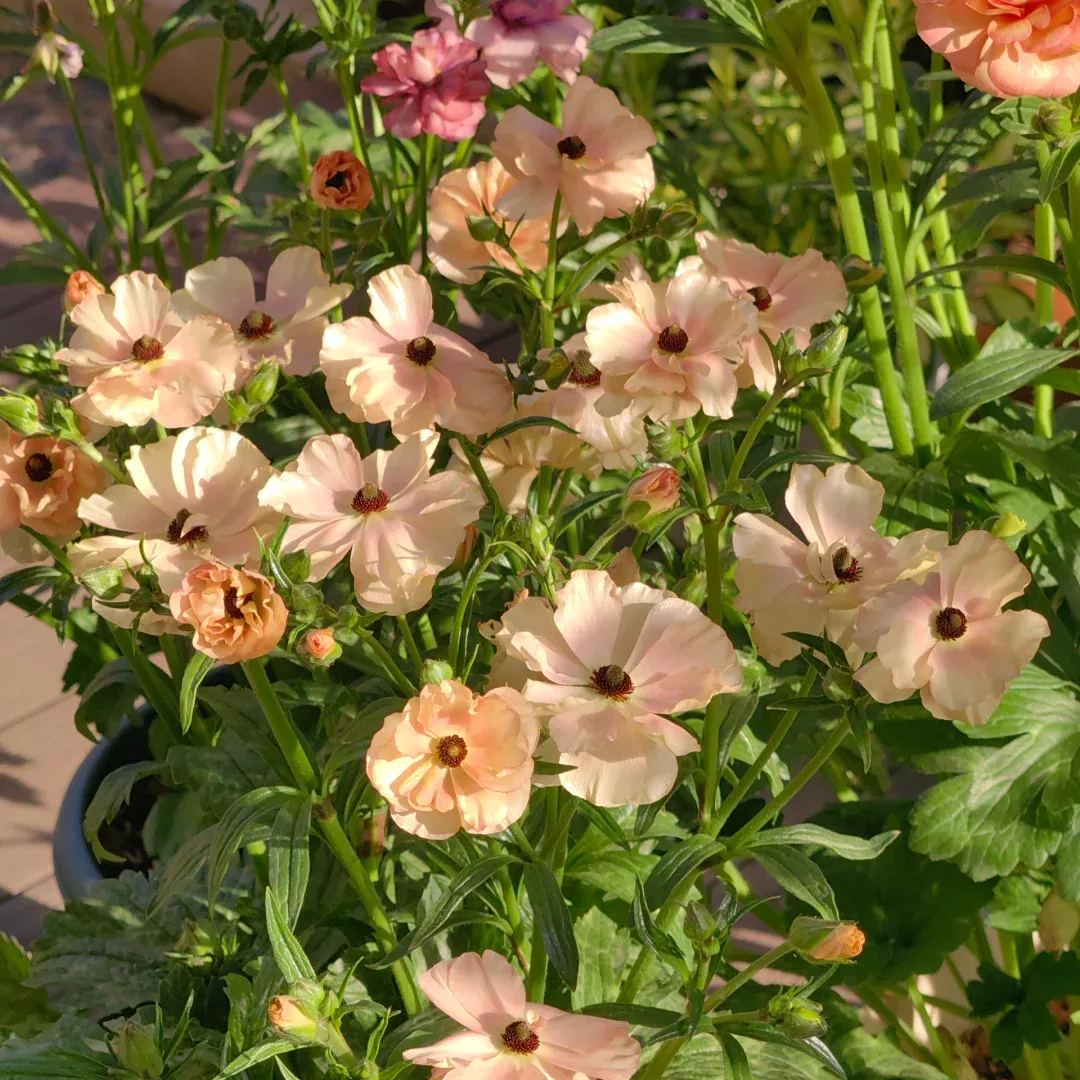 🎉Butterfly Ranunculus - Colorful and Easy to Grow🌈🌸