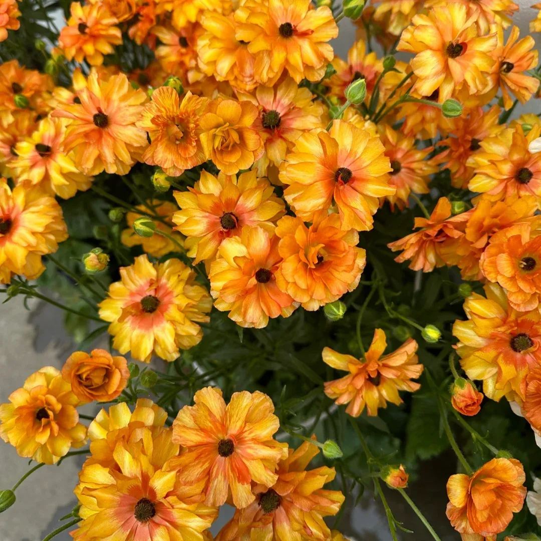 🎉Butterfly Ranunculus - Colorful and Easy to Grow🌈🌸