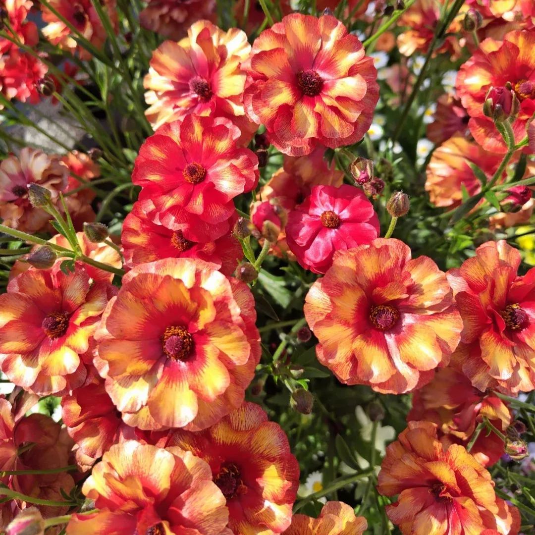 🎉Butterfly Ranunculus - Colorful and Easy to Grow🌈🌸