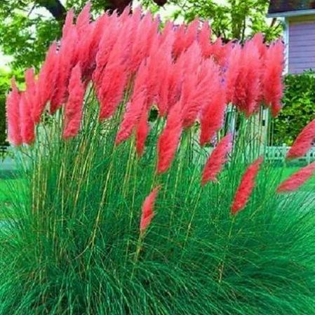 ✨Garden Favorite🌾Perennial Pampas Ornamental Grass Seeds