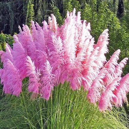 ✨Garden Favorite🌾Perennial Pampas Ornamental Grass Seeds