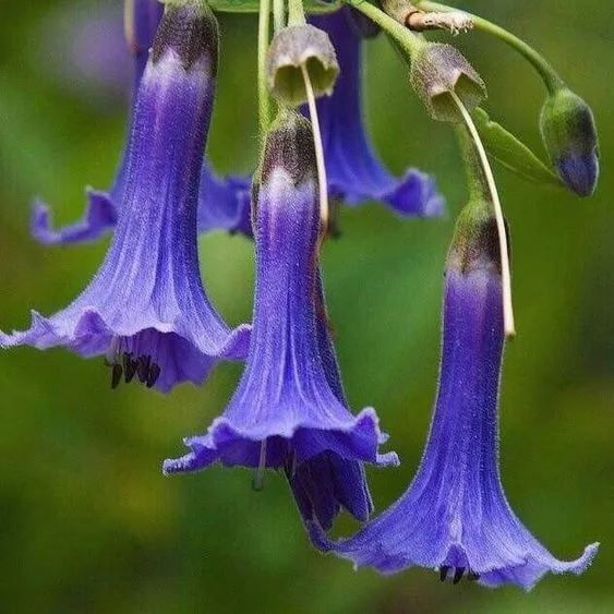Sky blue Datura flower - the fragrance is compelling