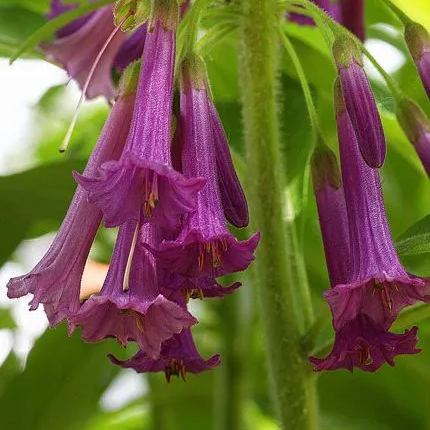 Whole Purple Datura Flower Seeds