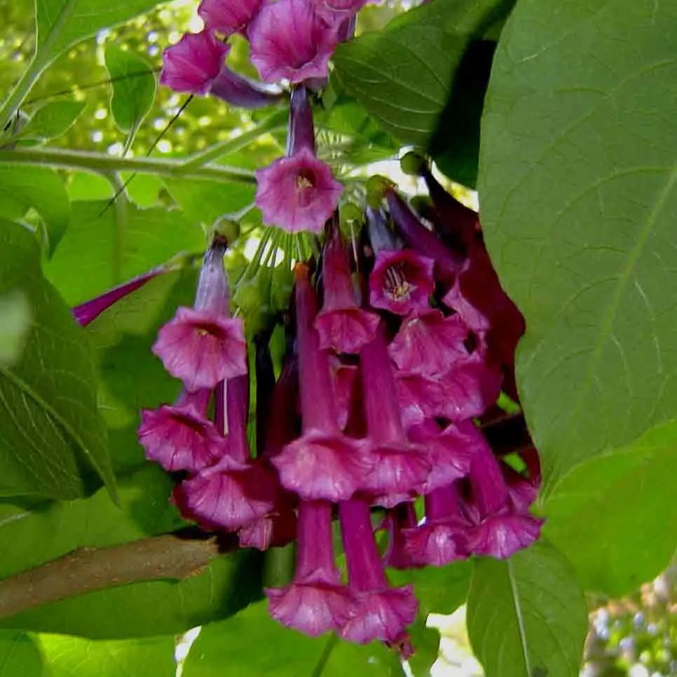 Whole Purple Datura Flower Seeds