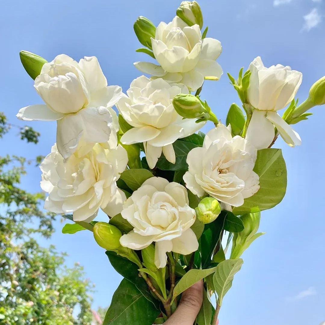 Gardenia Seeds-the flower of perfume-a must-have in summer