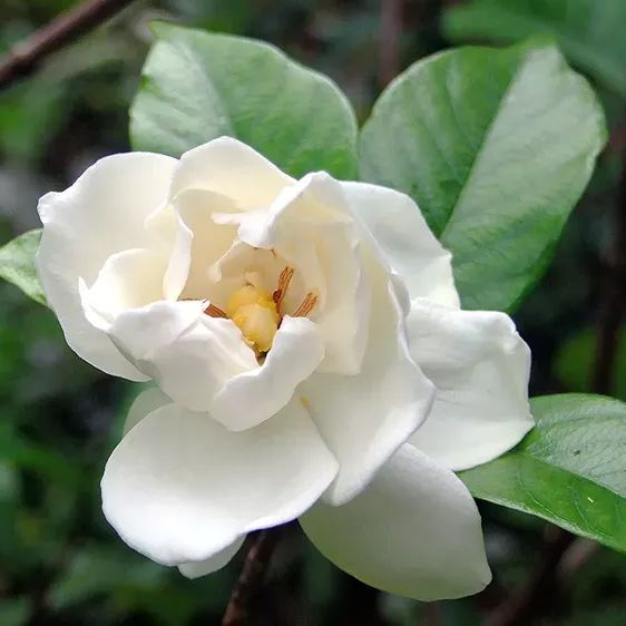 Gardenia Seeds-the flower of perfume-a must-have in summer