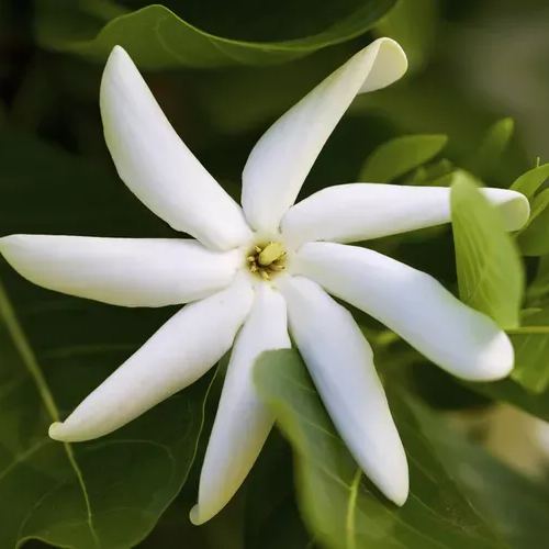 Gardenia Seeds-the flower of perfume-a must-have in summer