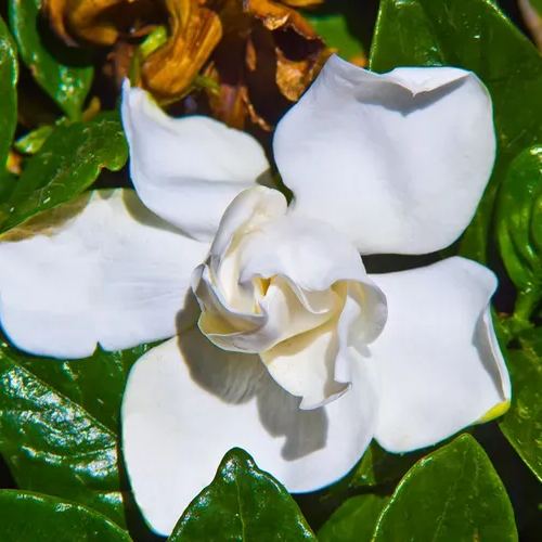 Gardenia Seeds-the flower of perfume-a must-have in summer