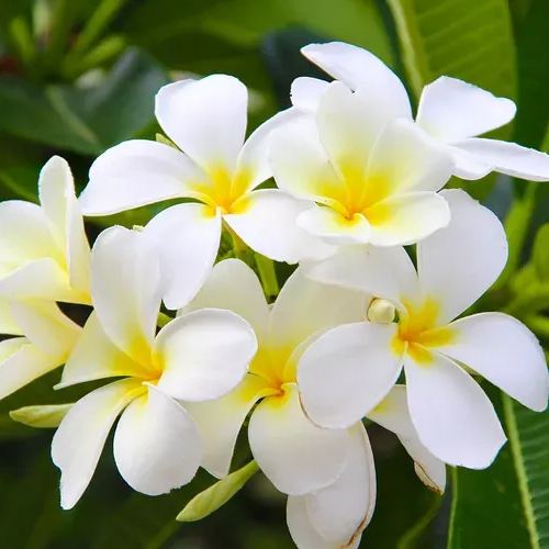 Gardenia Seeds-the flower of perfume-a must-have in summer