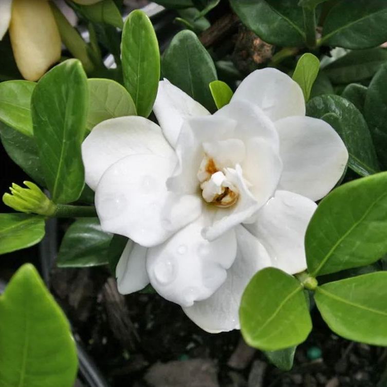 Gardenia Seeds-the flower of perfume-a must-have in summer