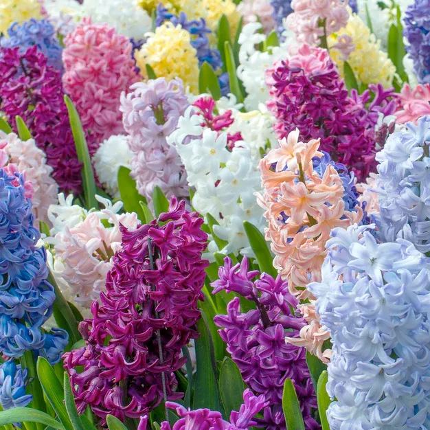 Hyacinth 'Mixed Colours'