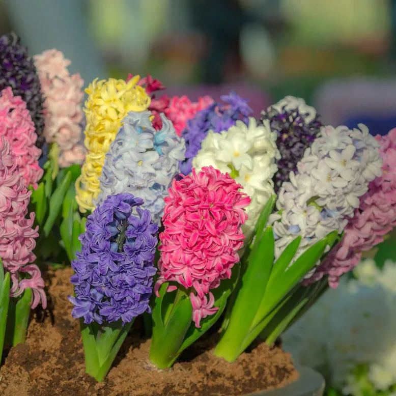 Hyacinth 'Mixed Colours'