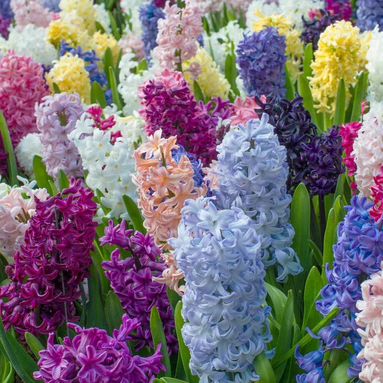 Hyacinth 'Mixed Colours'