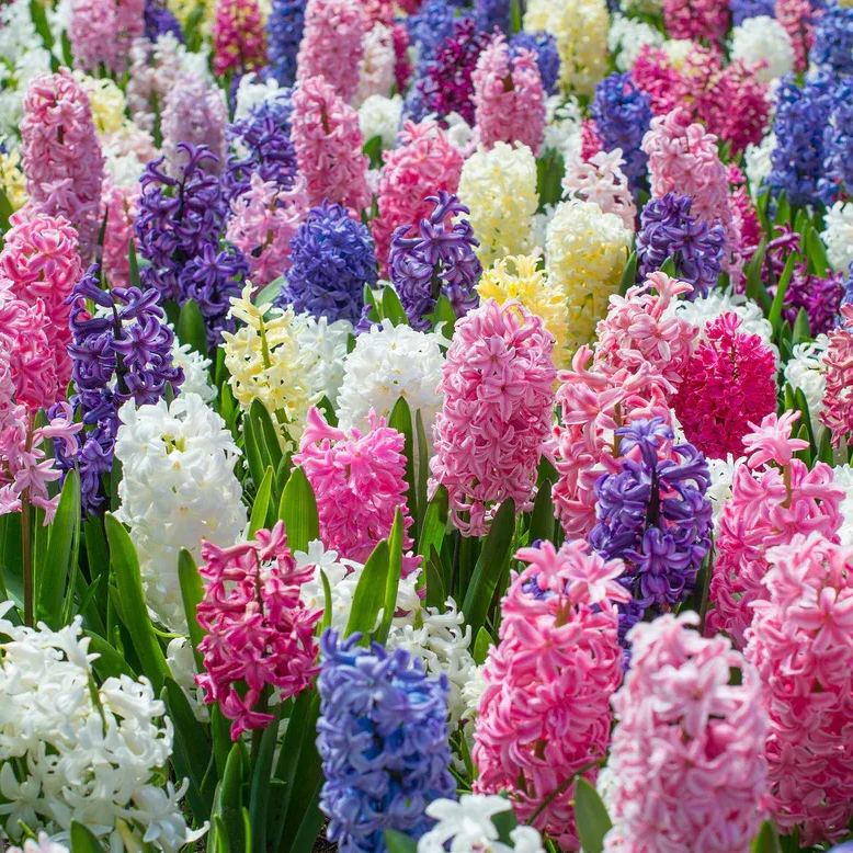 Hyacinth 'Mixed Colours'