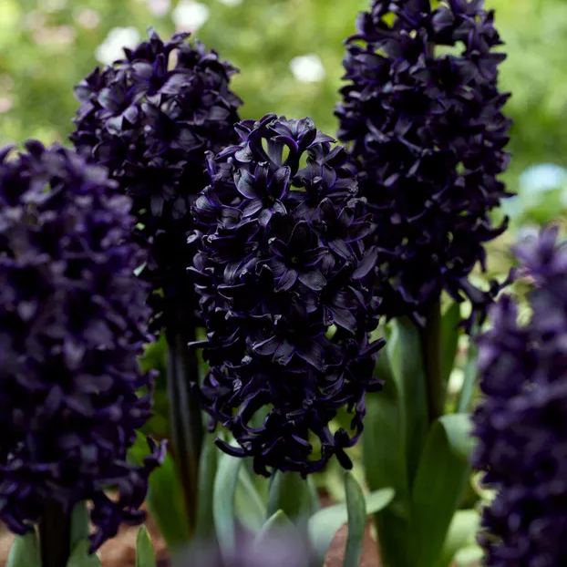 Hyacinth 'Midnight Sky'