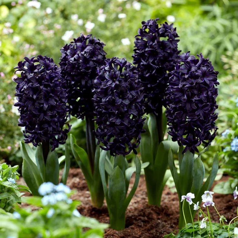 Hyacinth 'Midnight Sky'