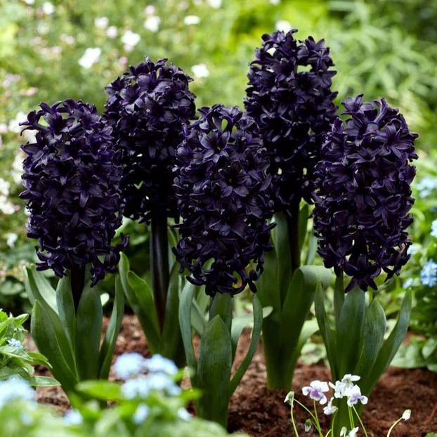 Hyacinth 'Midnight Sky'