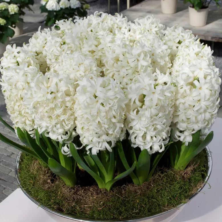 Hyacinth 'Carnegie'