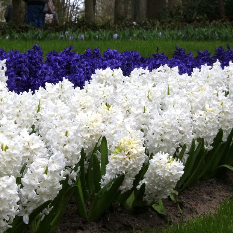 Hyacinth 'Carnegie'