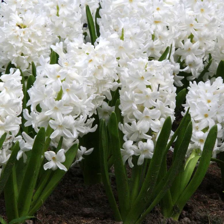 Hyacinth 'Carnegie'