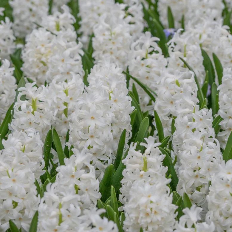 Hyacinth 'Carnegie'
