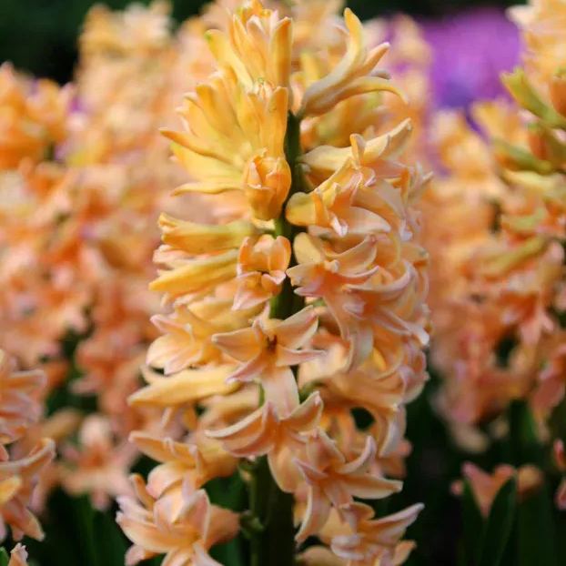 Hyacinth 'Gipsy Queen'