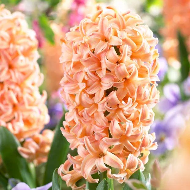 Hyacinth 'Gipsy Queen'