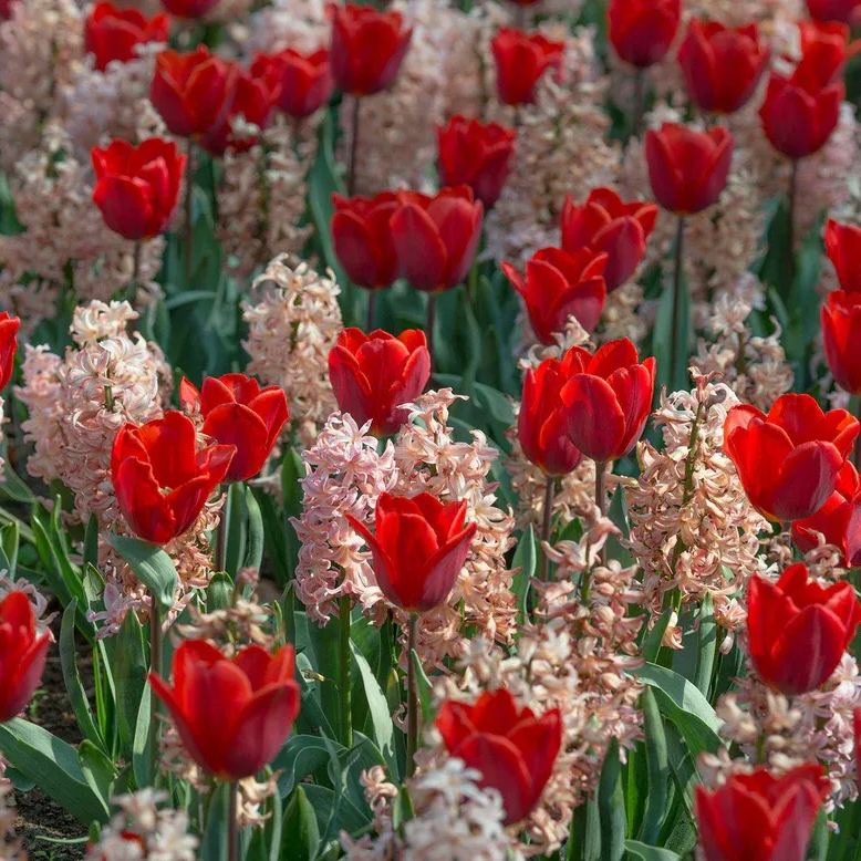 Hyacinth 'Gipsy Queen'