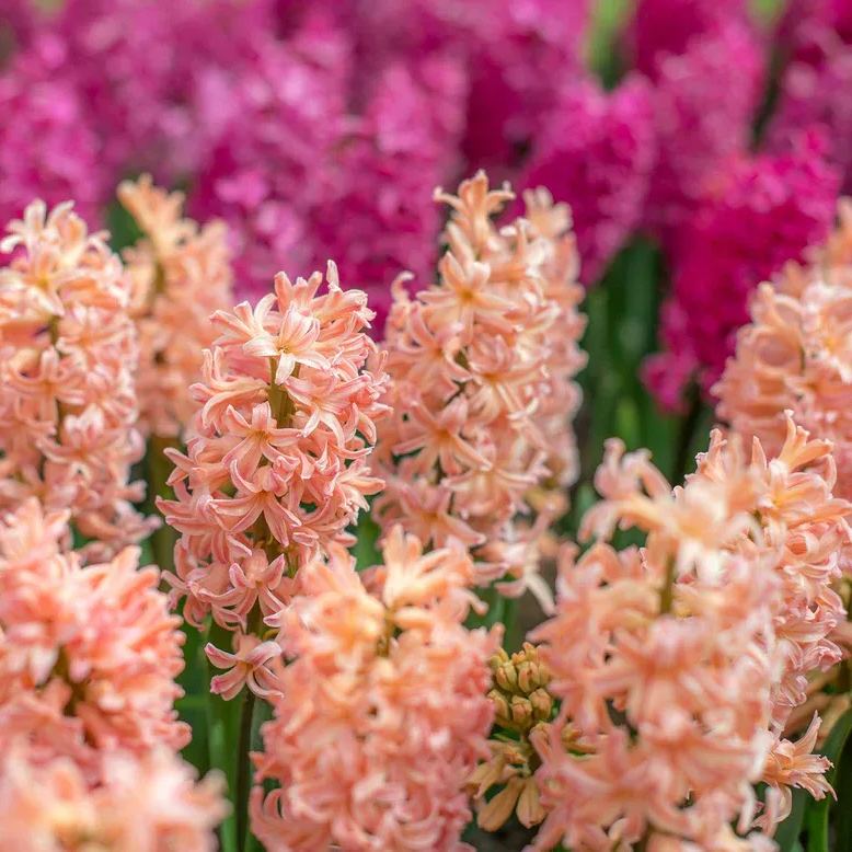 Hyacinth 'Gipsy Queen'
