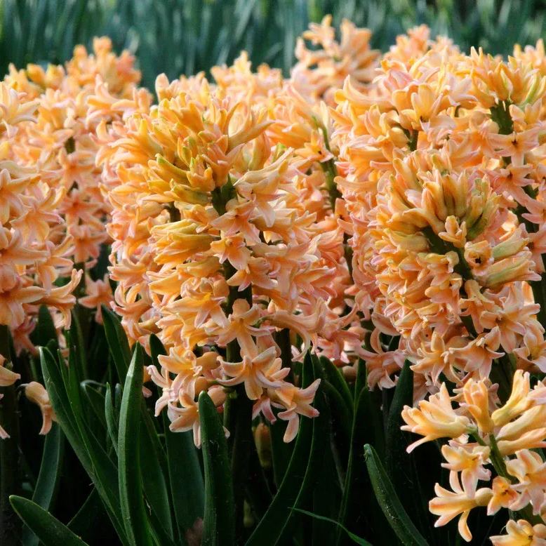Hyacinth 'Gipsy Queen'