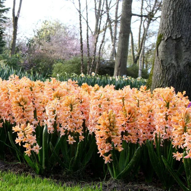 Hyacinth 'Gipsy Queen'