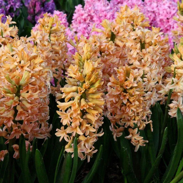 Hyacinth 'Gipsy Queen'