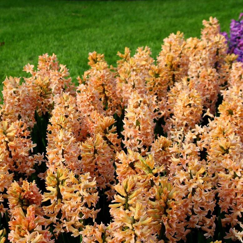 Hyacinth 'Gipsy Queen'