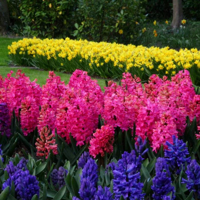 Hyacinth 'Jan Bos'
