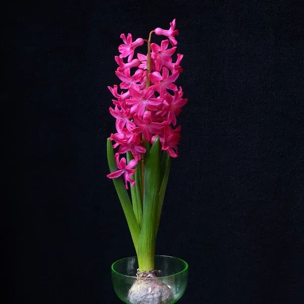 Hyacinth 'Jan Bos'
