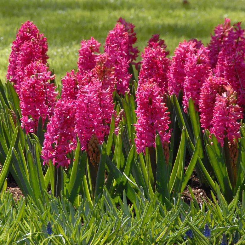 Hyacinth 'Jan Bos'