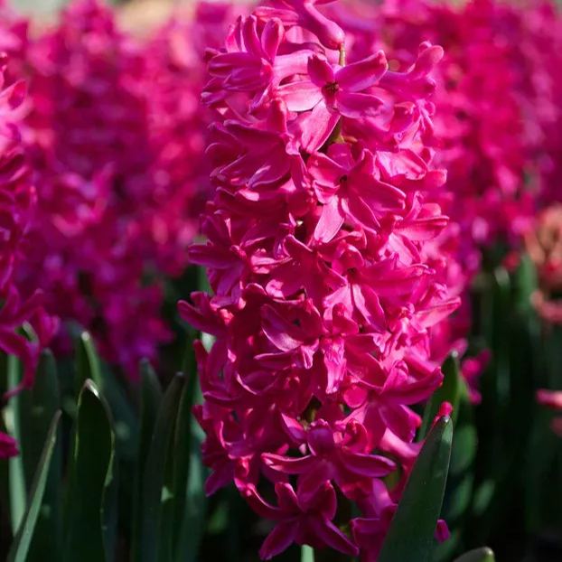 Hyacinth 'Jan Bos'