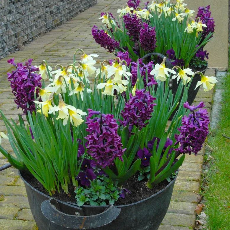 Hyacinth 'Woodstock'