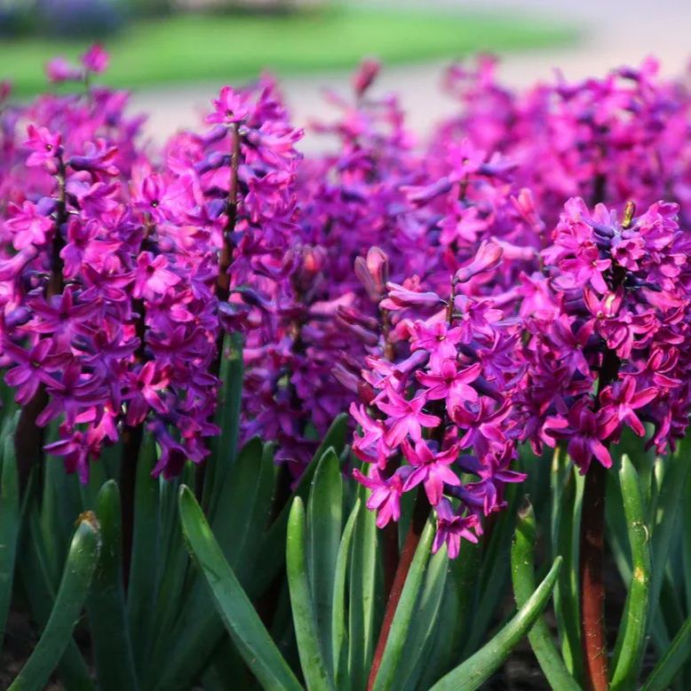 Hyacinth 'Woodstock'